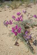 Image de Oxytropis lanata (Pall.) DC.