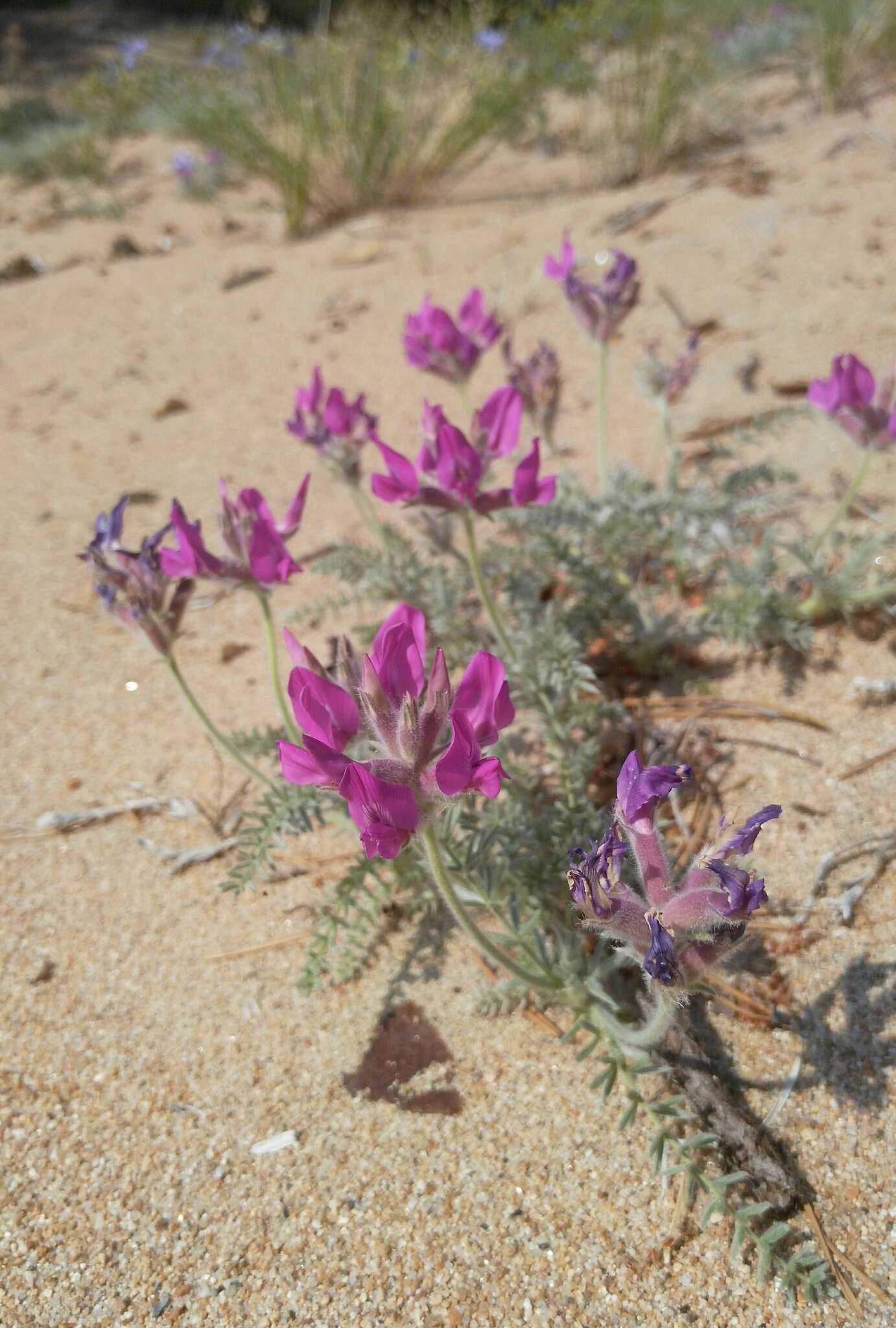 Image de Oxytropis lanata (Pall.) DC.