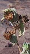 Слика од Abutilon abutiloides (Jacq.) Garcke