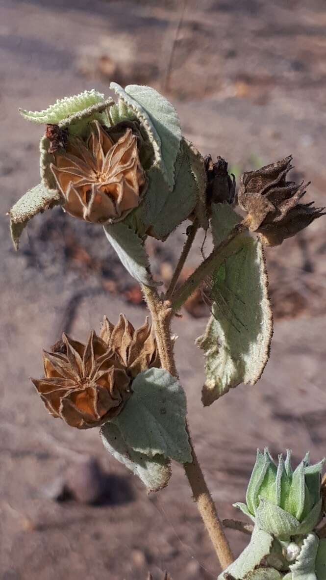 Слика од Abutilon abutiloides (Jacq.) Garcke