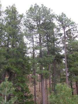 Image of ponderosa pine