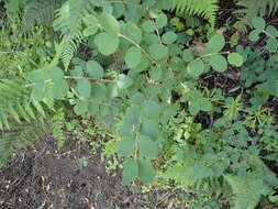 Image of creeping snowberry