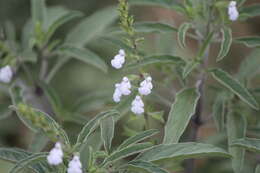 Salvia reflexa Hornem. resmi