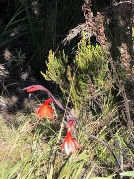 Image of Gladiolus watsonioides Baker