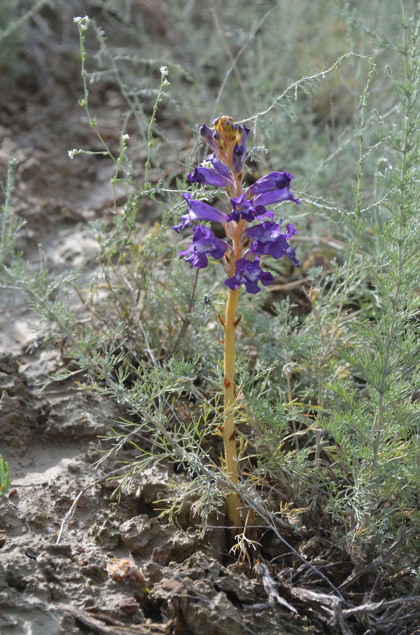 Imagem de Orobanche amoena C. A. Mey.