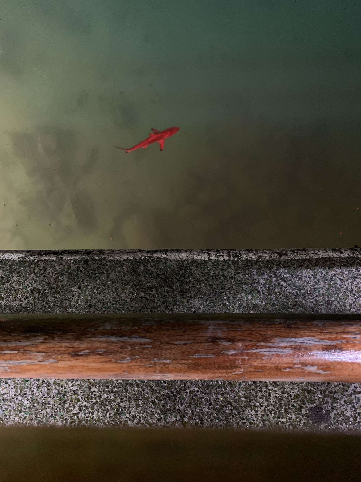 Image of Blacktip Shark