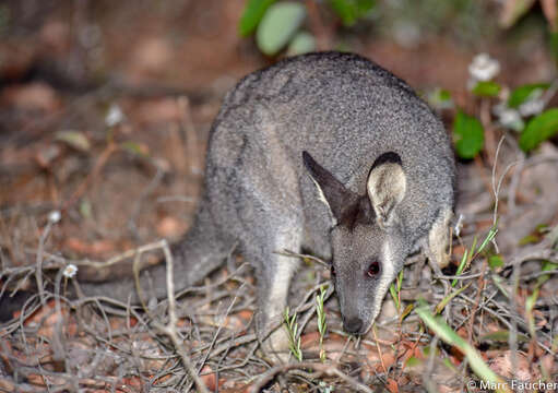 Image of western brush wallaby