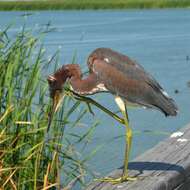 Image of Tricolored Heron