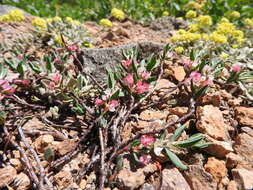 Plancia ëd Polygonum shastense Brewer ex A. Gray