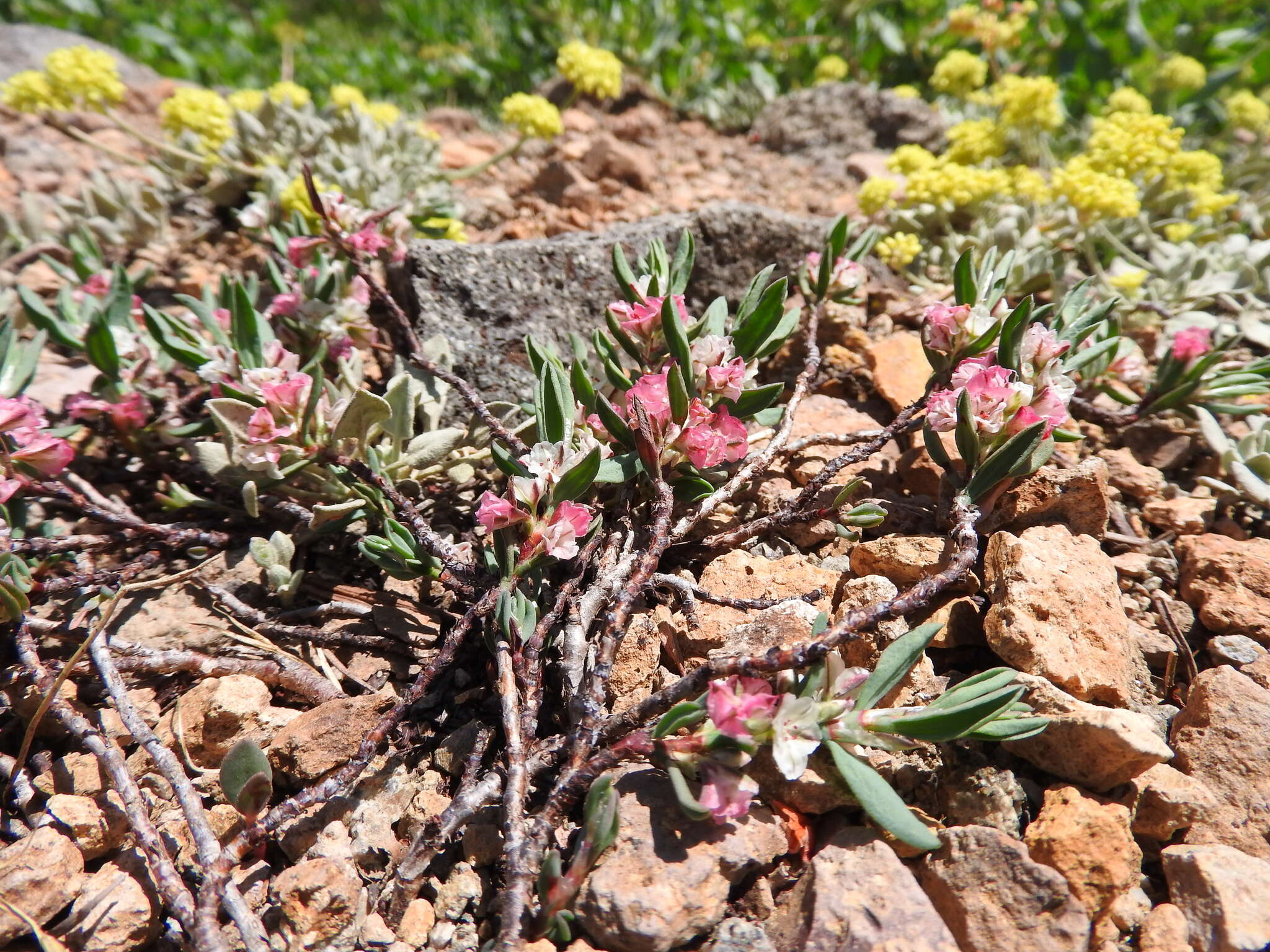 Plancia ëd Polygonum shastense Brewer ex A. Gray