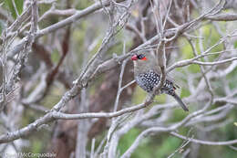 Image of Red-eared Firetail