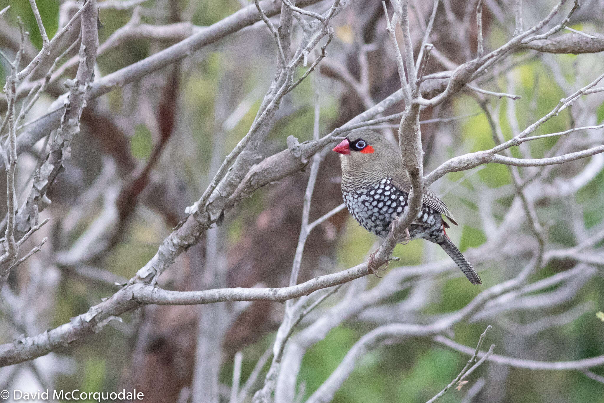 Image of Red-eared Firetail