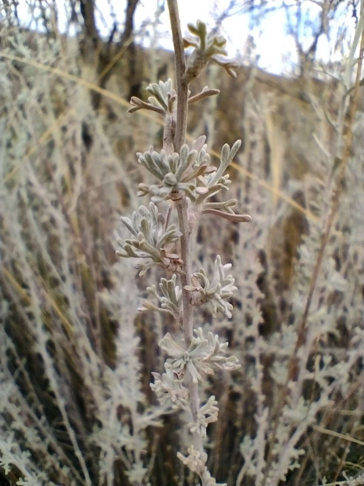 Image of Artemisia mendozana DC.