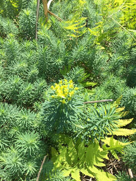 Image of Cypress Spurge