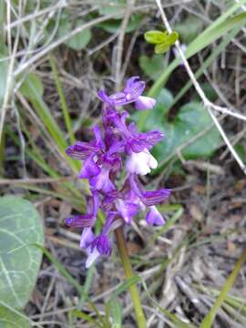 Image of Anacamptis morio subsp. syriaca (E. G. Camus) H. Kretzschmar, Eccarius & H. Dietr.