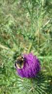 Image of short-haired bumblebee