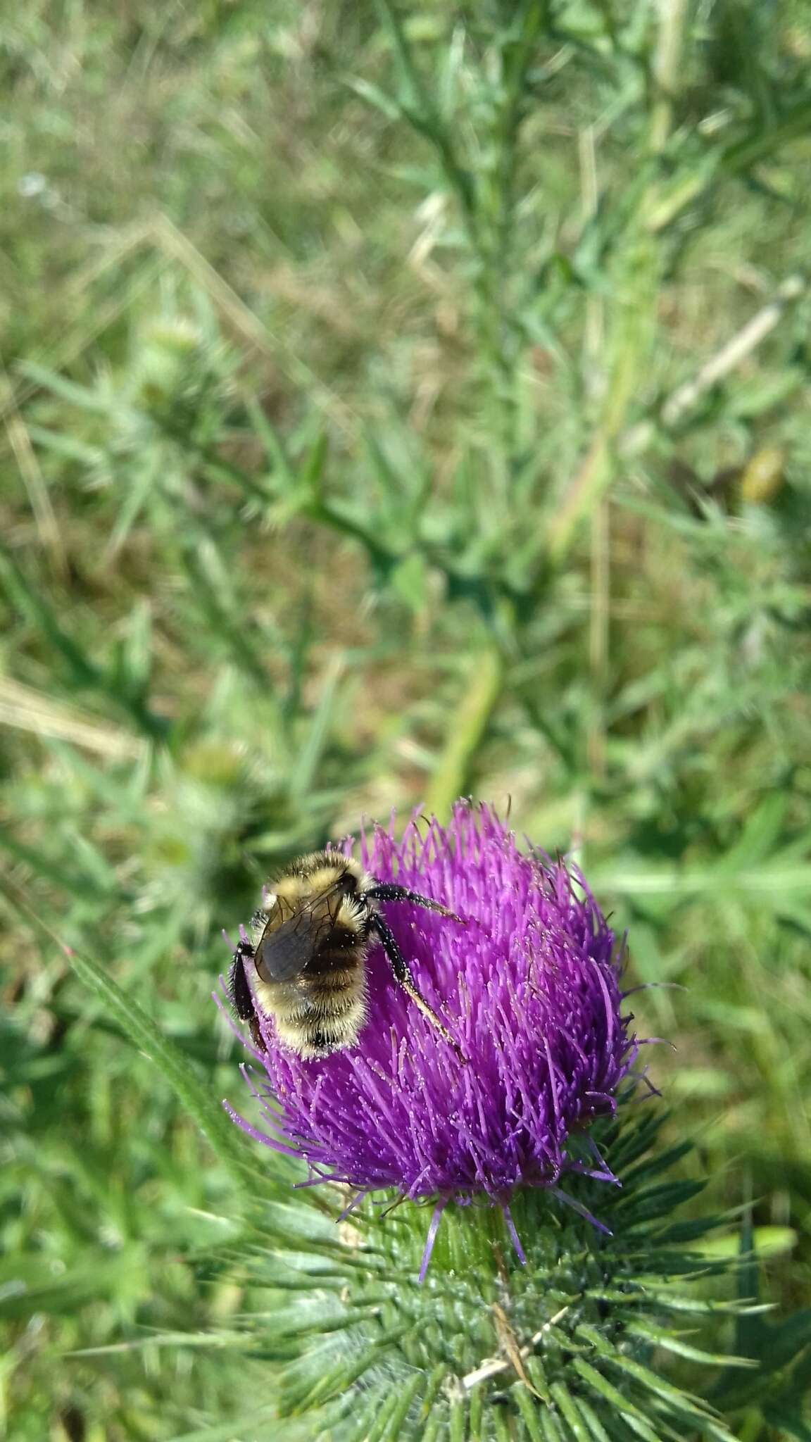 Image of short-haired bumblebee