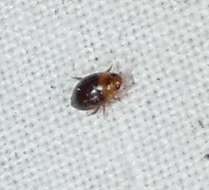 Image de Suphisellus puncticollis (Crotch 1873)