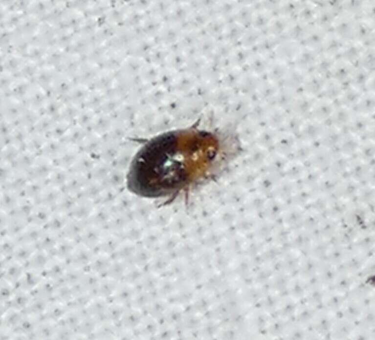 Image de Suphisellus puncticollis (Crotch 1873)