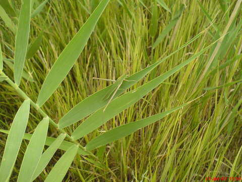 Image of Acrida bicolor (Thunberg 1815)