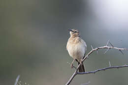 Image of Short-clawed Lark