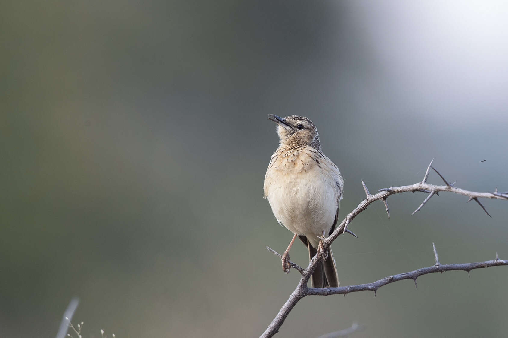 Image of Short-clawed Lark