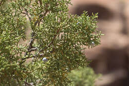 Imagem de Juniperus osteosperma (Torr.) Little