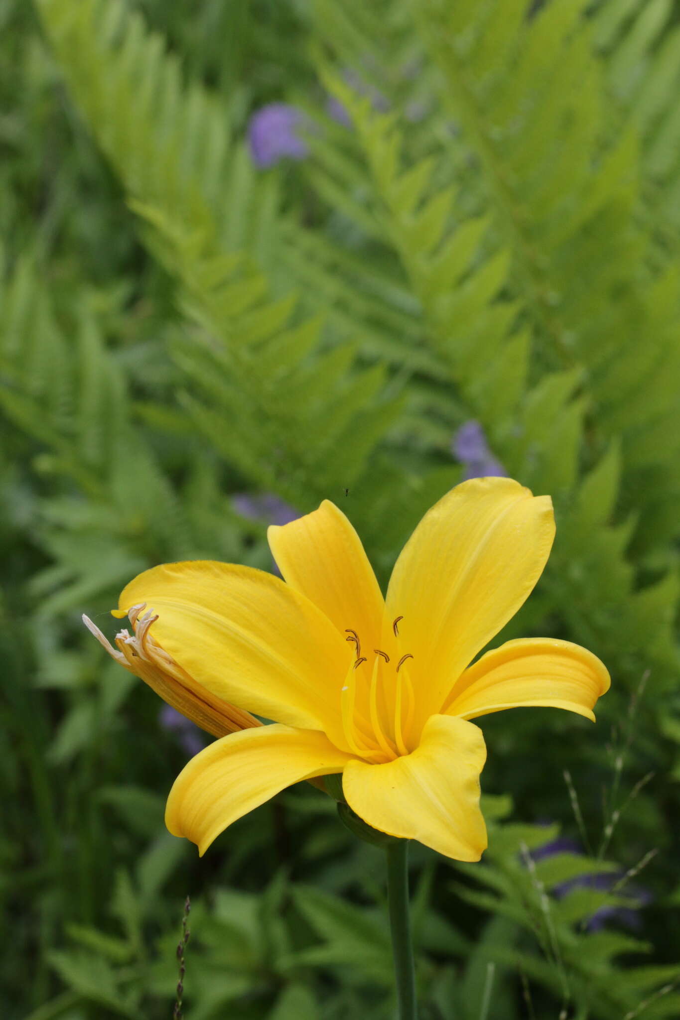 Image of Dumortier's daylily