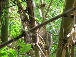 Image of Sambirano Bamboo Lemur