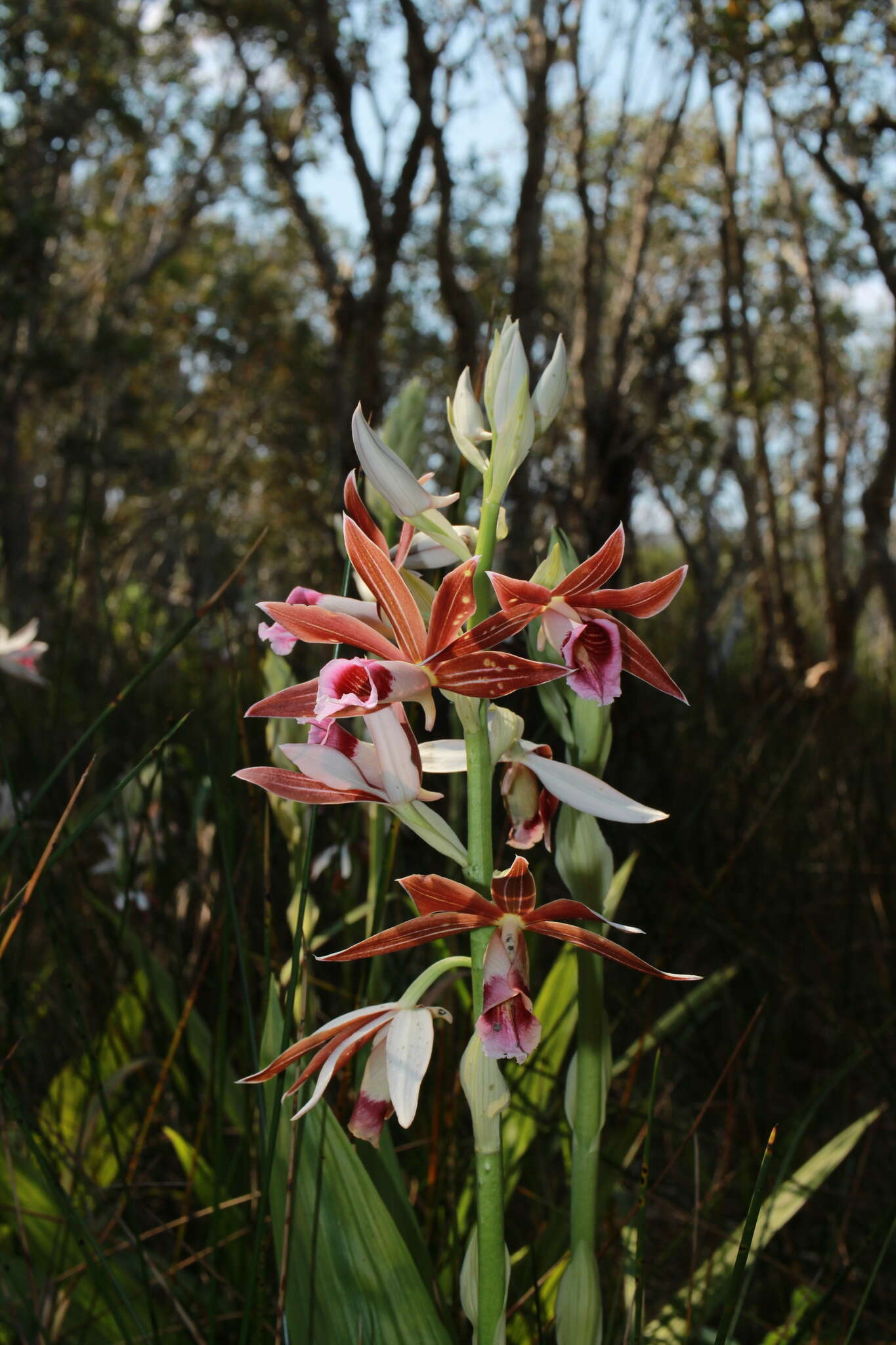 Image of Phaius australis F. Muell.