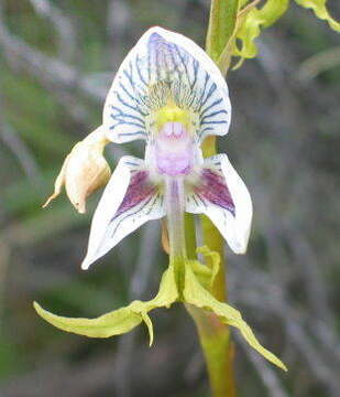 Disa spathulata subsp. tripartita (Lindl.) H. P. Linder resmi