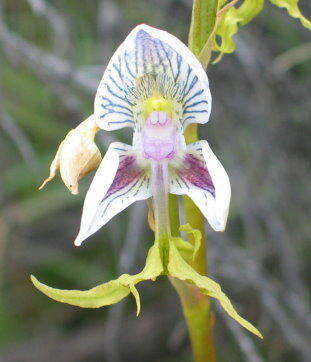 Disa spathulata subsp. tripartita (Lindl.) H. P. Linder resmi