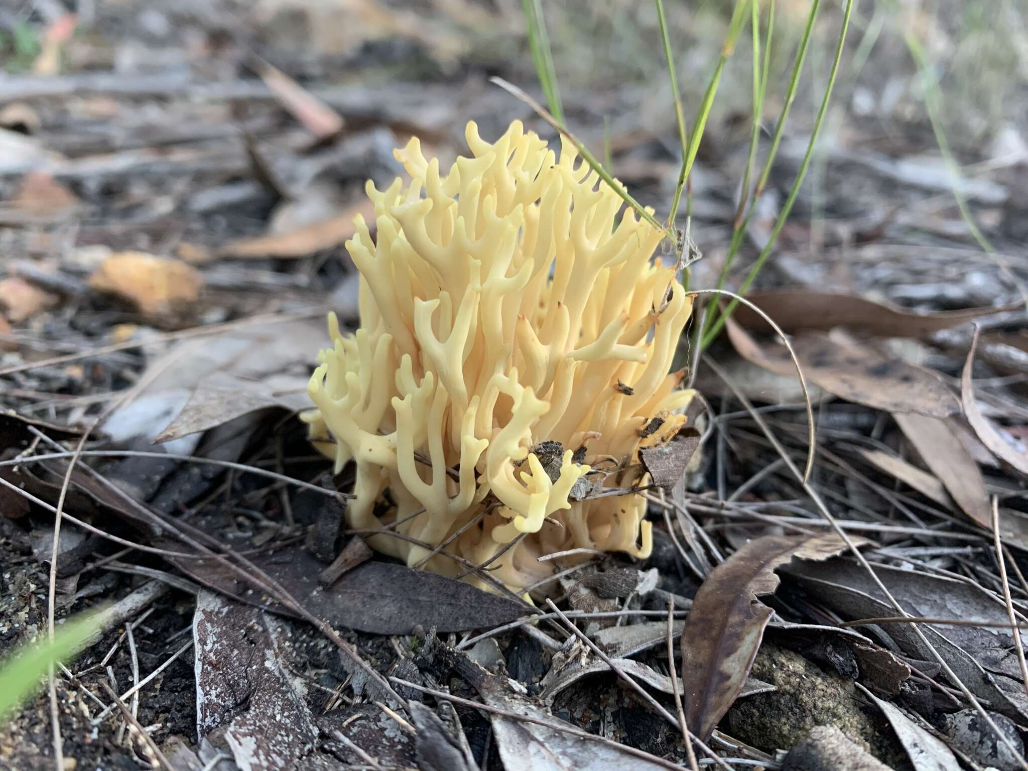 Image of Ramaria lorithamnus (Berk.) R. H. Petersen 1982