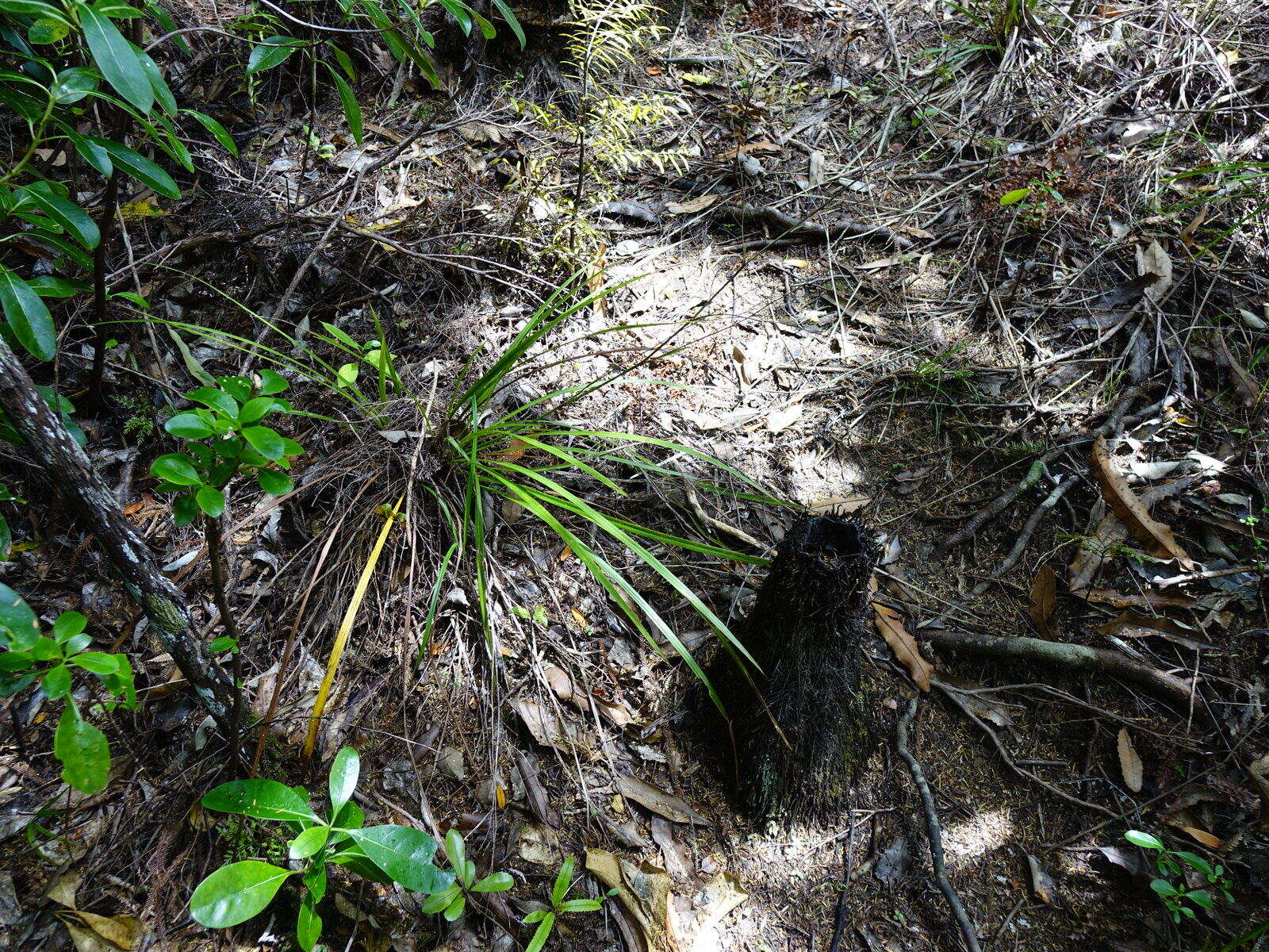 Image of Cordyline pumilio Hook. fil.