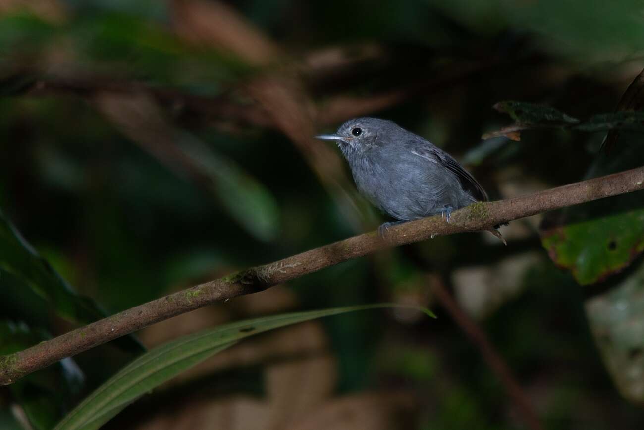 Image of Unicolored Antwren