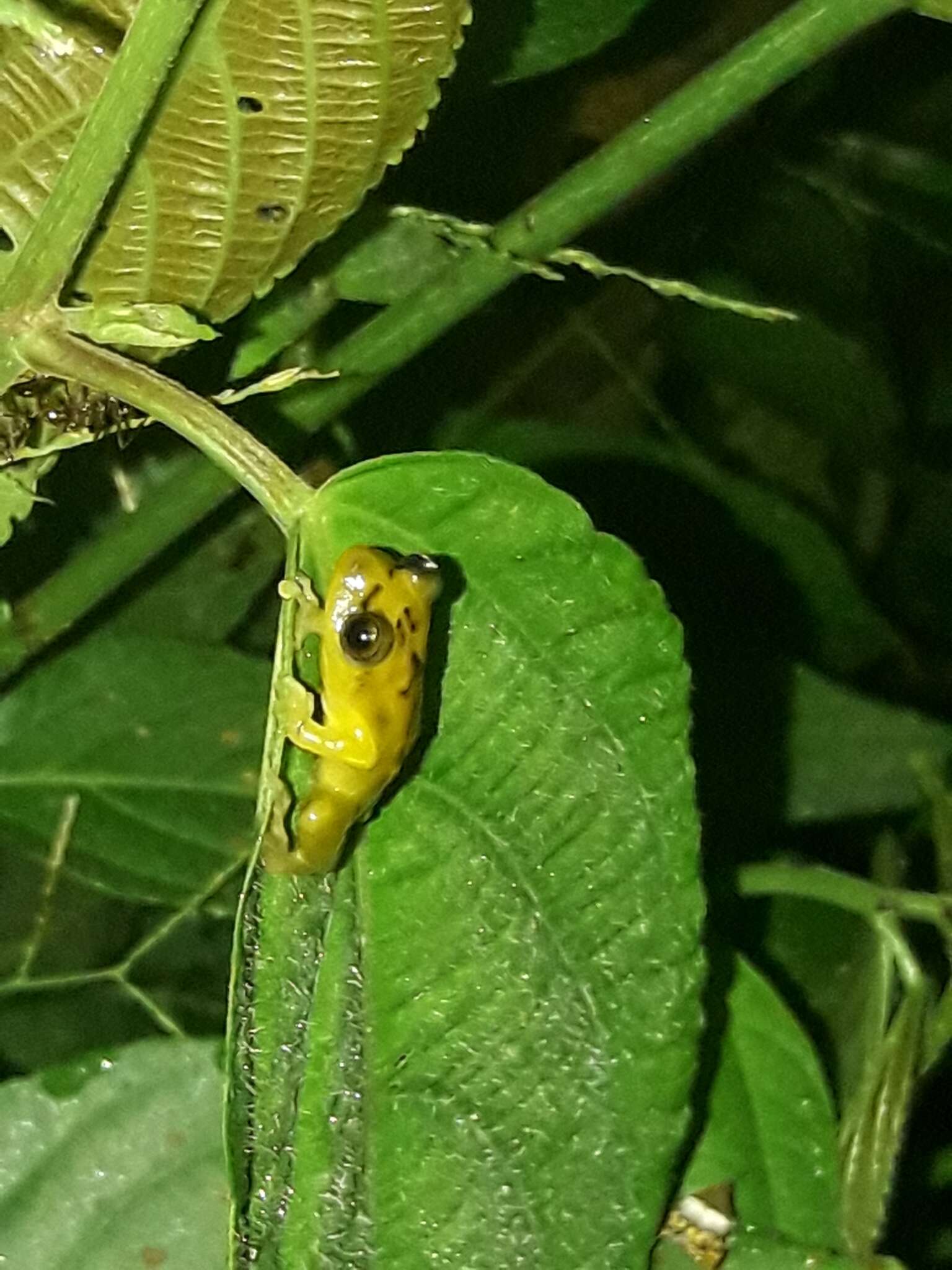 Sivun Pristimantis lacrimosus (Jiménez de la Espada 1875) kuva