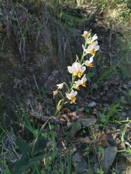 Plancia ëd Gavilea longibracteata (Lindl.) Sparre ex L. E. Navas