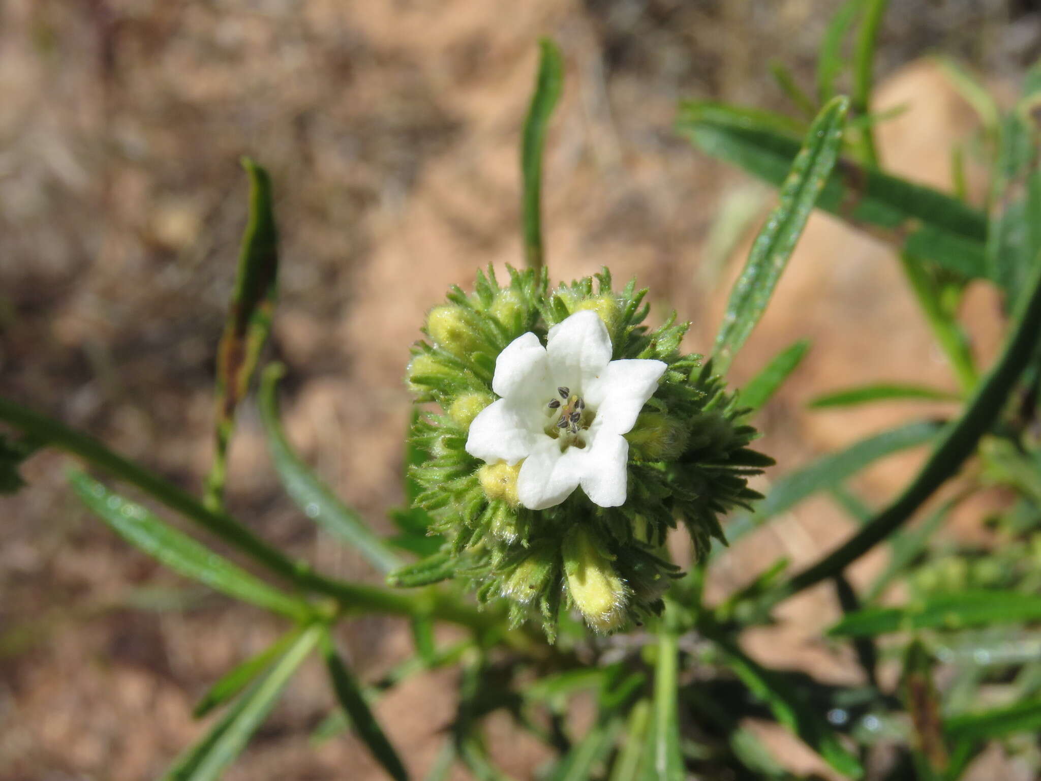 Imagem de Eriodictyon angustifolium Nutt.