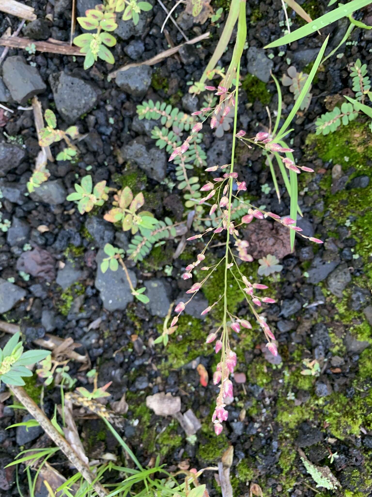 صورة Eragrostis unioloides (Retz.) Nees ex Steud.