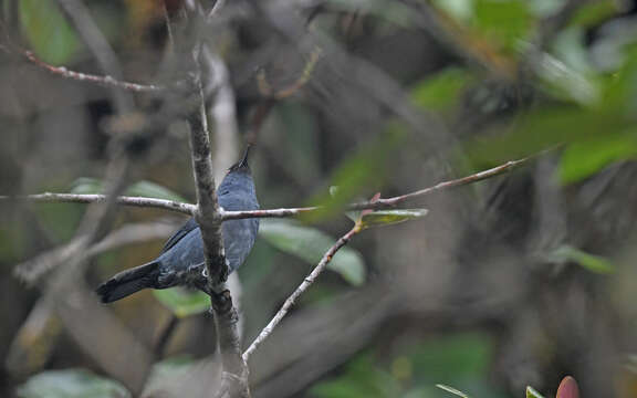 Image of Bluish Flower-piercer