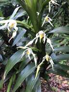 Image of Maxillaria inaudita Rchb. fil.