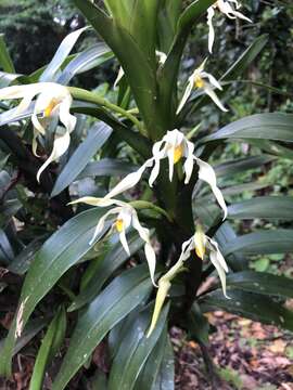 Image of Maxillaria inaudita Rchb. fil.