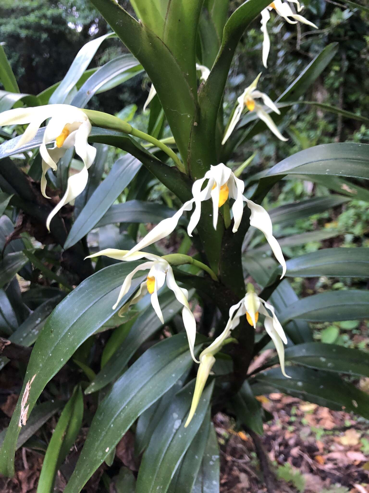 Image of Maxillaria inaudita Rchb. fil.