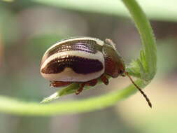 Image of Calligrapha (Bidensomela) bidenticola Brown 1945