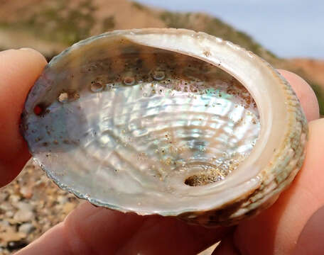 Image of circular ear shell