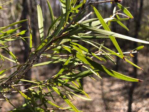 Sivun Callistemon formosus S. T. Blake kuva