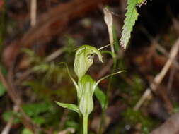 Image of Trowel leaved greenhood orchid