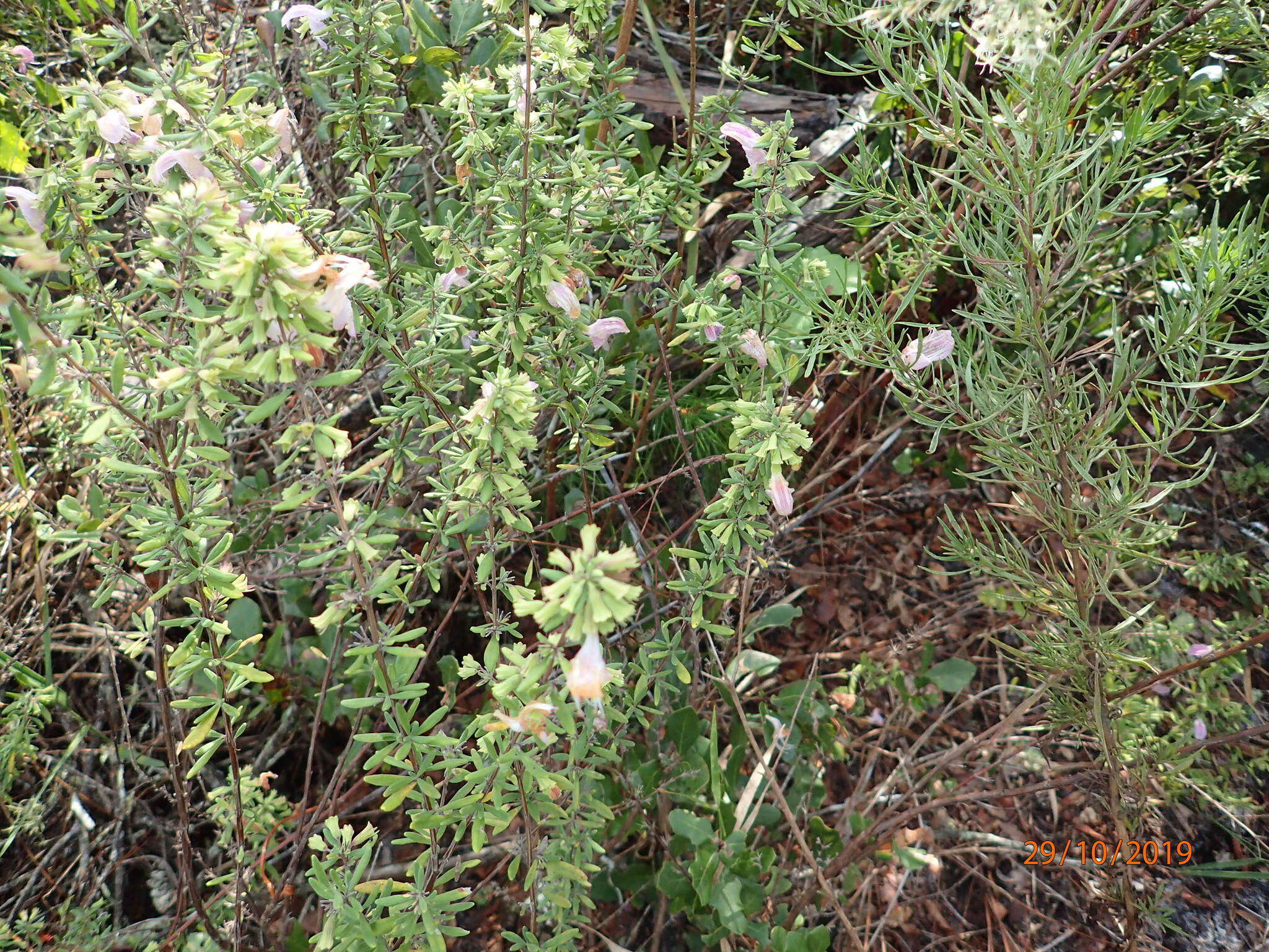 Image of Etonia rosemary