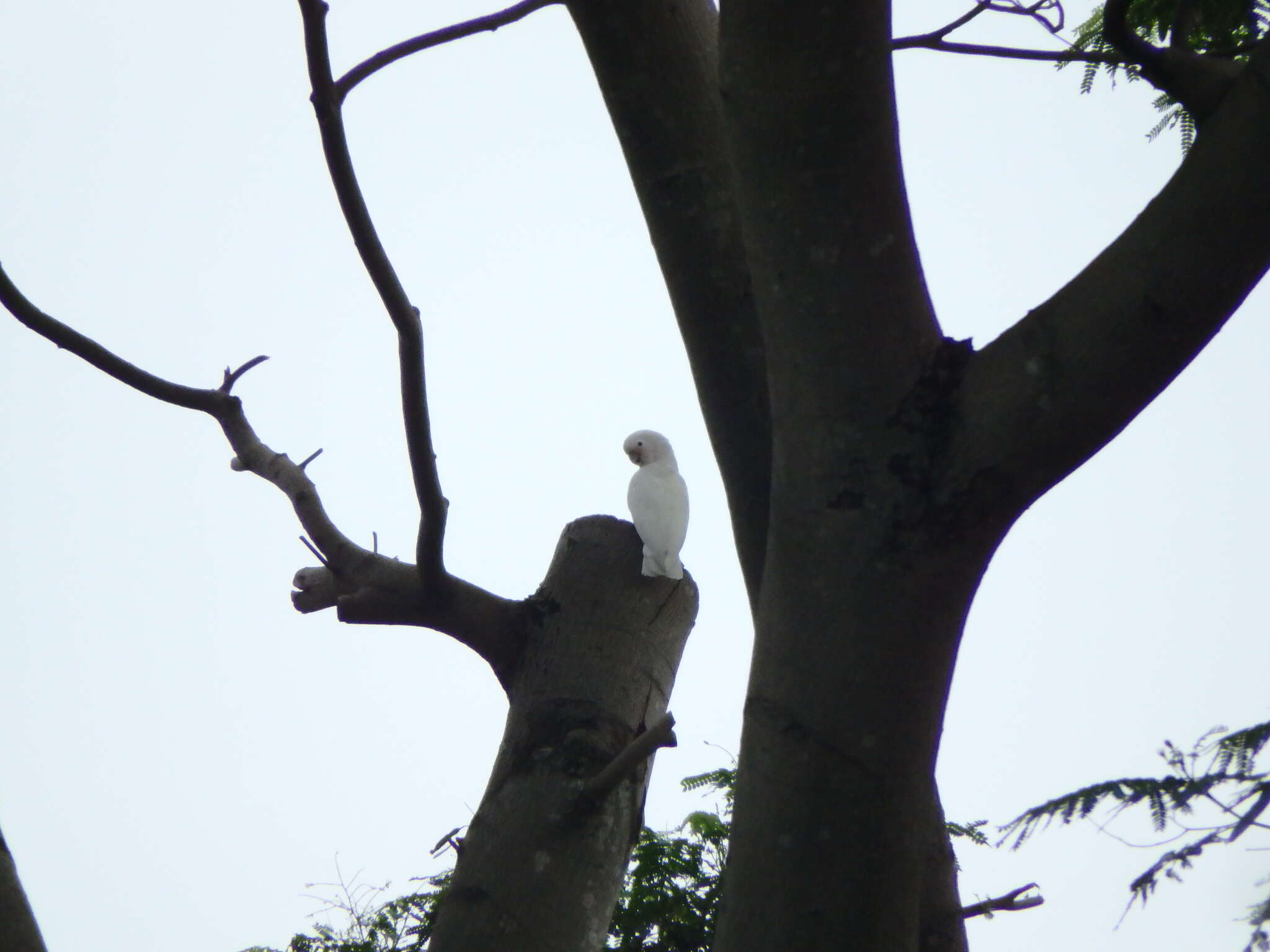 Image of Goffin's Cockatoo