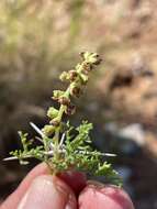 Image of Ambrosia bryantii (Curran) Payne